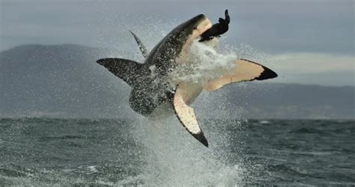 15 Interesting Great White Shark Facts That Will Blow Your Mind