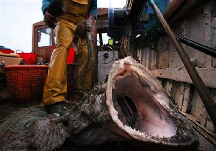 Deep Sea Fisherman's Photos Of Terrifying Ocean Creatures