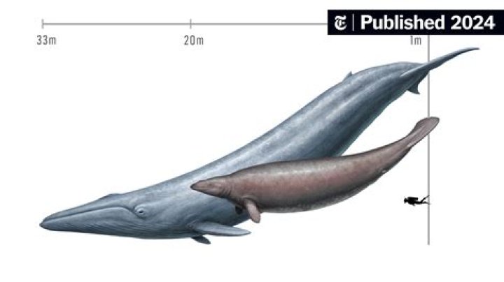Four-Legged Whale Discovered In Egypt Dubbed 'God Of Death'