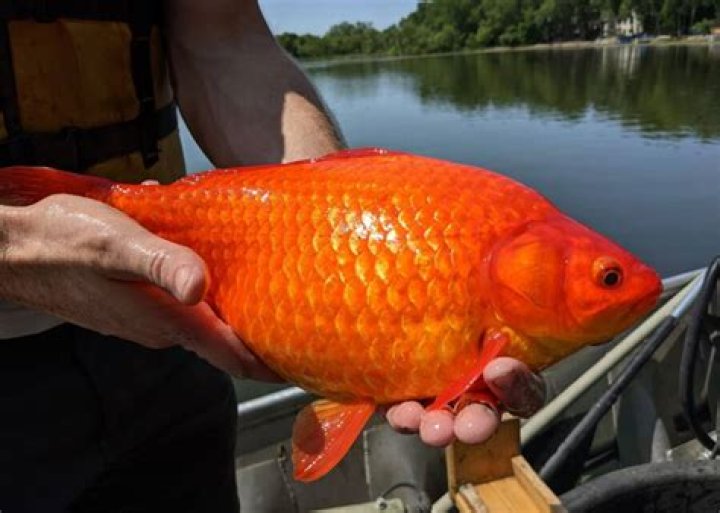 Giant Goldfish Found In Minnesota Prompt Warnings About Pet Dumping