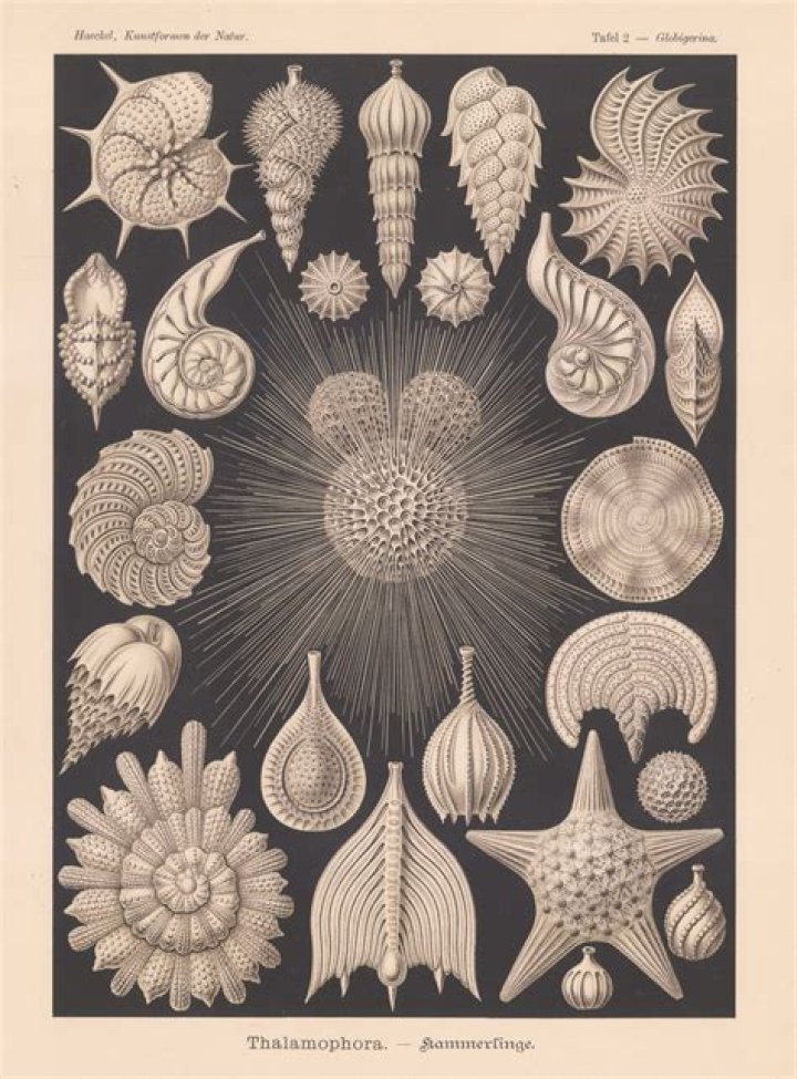 How Ernst Haeckel's Art Changed Science And Illustration