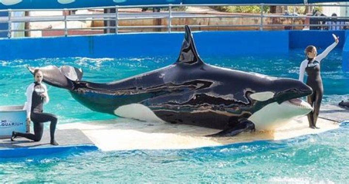 Lolita The Orca Is Being Released After 50 Years In Captivity
