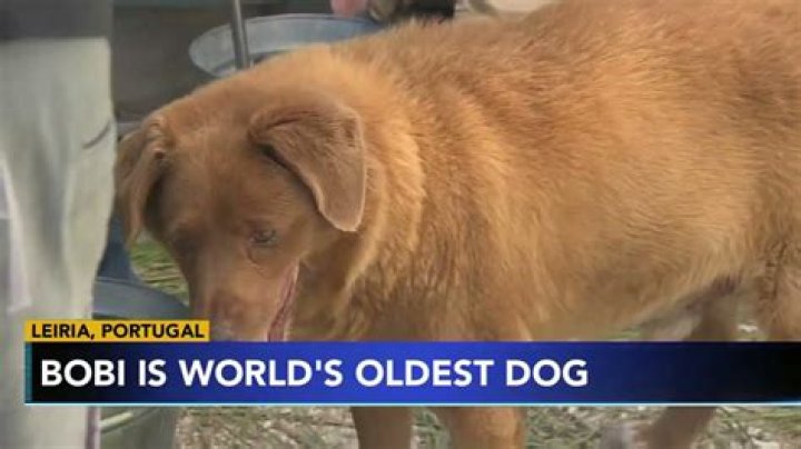 Meet Bobi, The Oldest Living Dog In The World