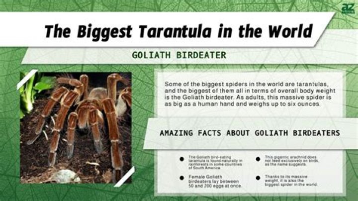Meet The Goliath Birdeater, The World's Biggest Tarantula