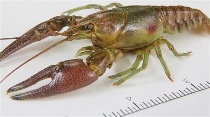 Mutant Crayfish In Europe Are Cloning Themselves Like Cray Cray