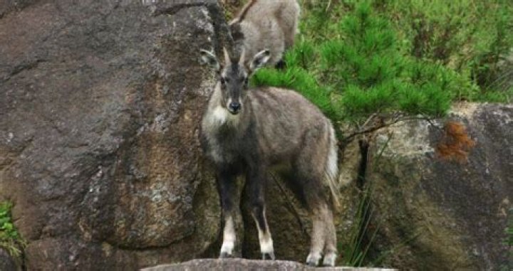 New Photos Capture Flourishing Wildlife In Korean DMZ