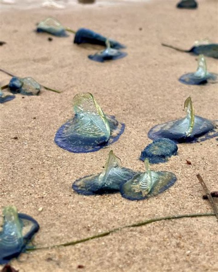 Scientists Find 'Extinct' Translucent Clam On California Beach