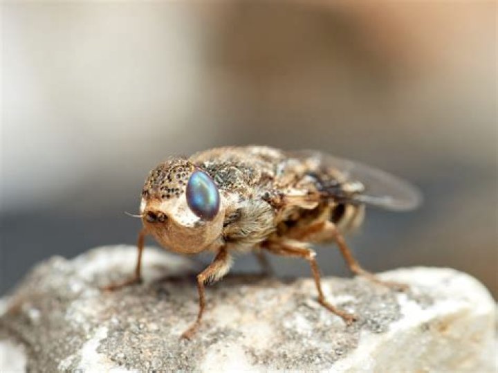 What Is A Botfly Larvae? Learn About Nature's Most Disturbing Parasite