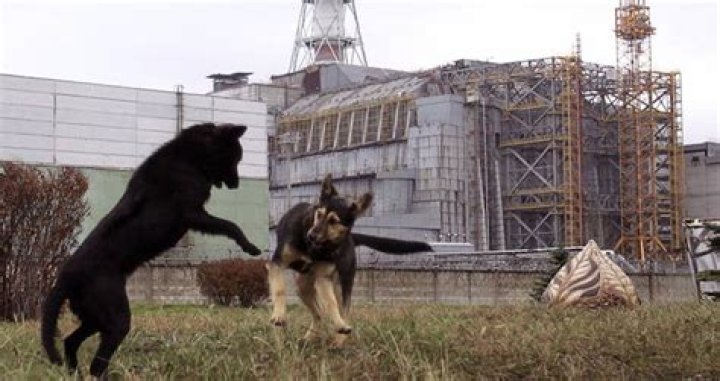 Why The Animals Of Chernobyl Thrive In The Exclusion Zone